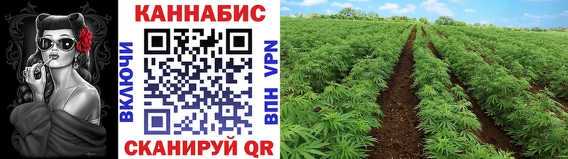 как найти наркотики  Навашино  Шишки марихуана ГИДРОПОН 
